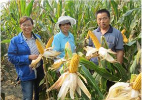 红色劲典玉米缓释肥40%（30-5-5）