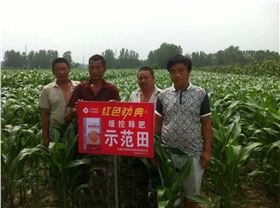 玉米缓释肥示范园里的玉米越长越好！