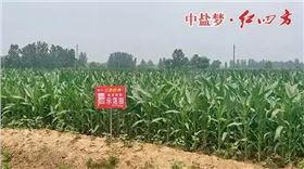 红色劲典缓释肥在商丘玉米上表现突出！