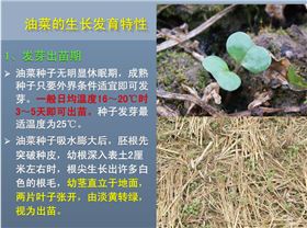 油菜生长发育特性：出苗期