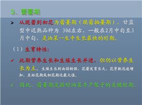 油菜花蕾期