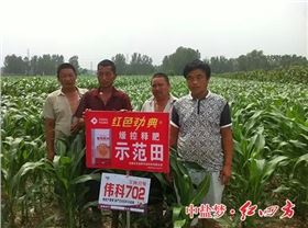 红色劲典玉米缓释肥示范田