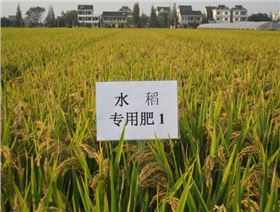 红色劲典水稻肥料效果