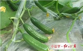 化肥是粮食的粮食