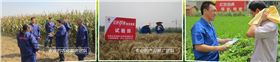 代理云南复合肥品牌