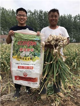 大蒜如何追肥？