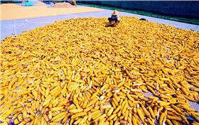 红四方复合肥河南信阳种粮大户程大叔家.jpg