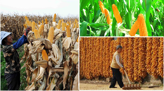 红色劲典玉米缓控释肥产量增收 红色劲典玉米缓控释肥产量增收