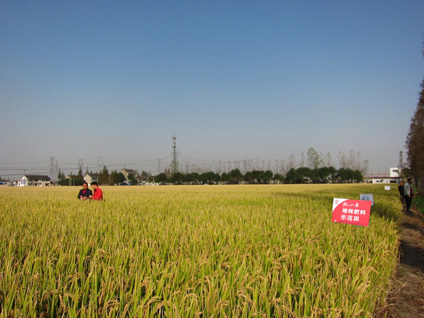 红色劲典水稻缓释专用肥示范田