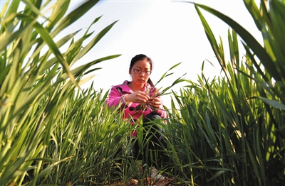 我是80后新农人，种植小麦就用红色劲典小麦缓控释肥料