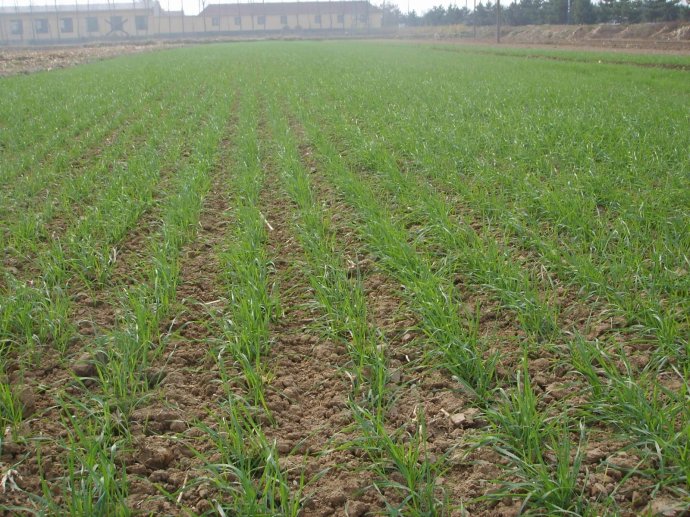 小麦施用红色劲典小麦缓控释肥！苗期不旺肥，后期不脱肥！