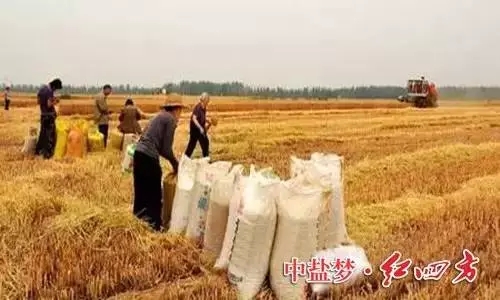 小麦丰收时 小麦丰收时