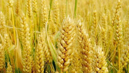 种小麦选择优质复合肥