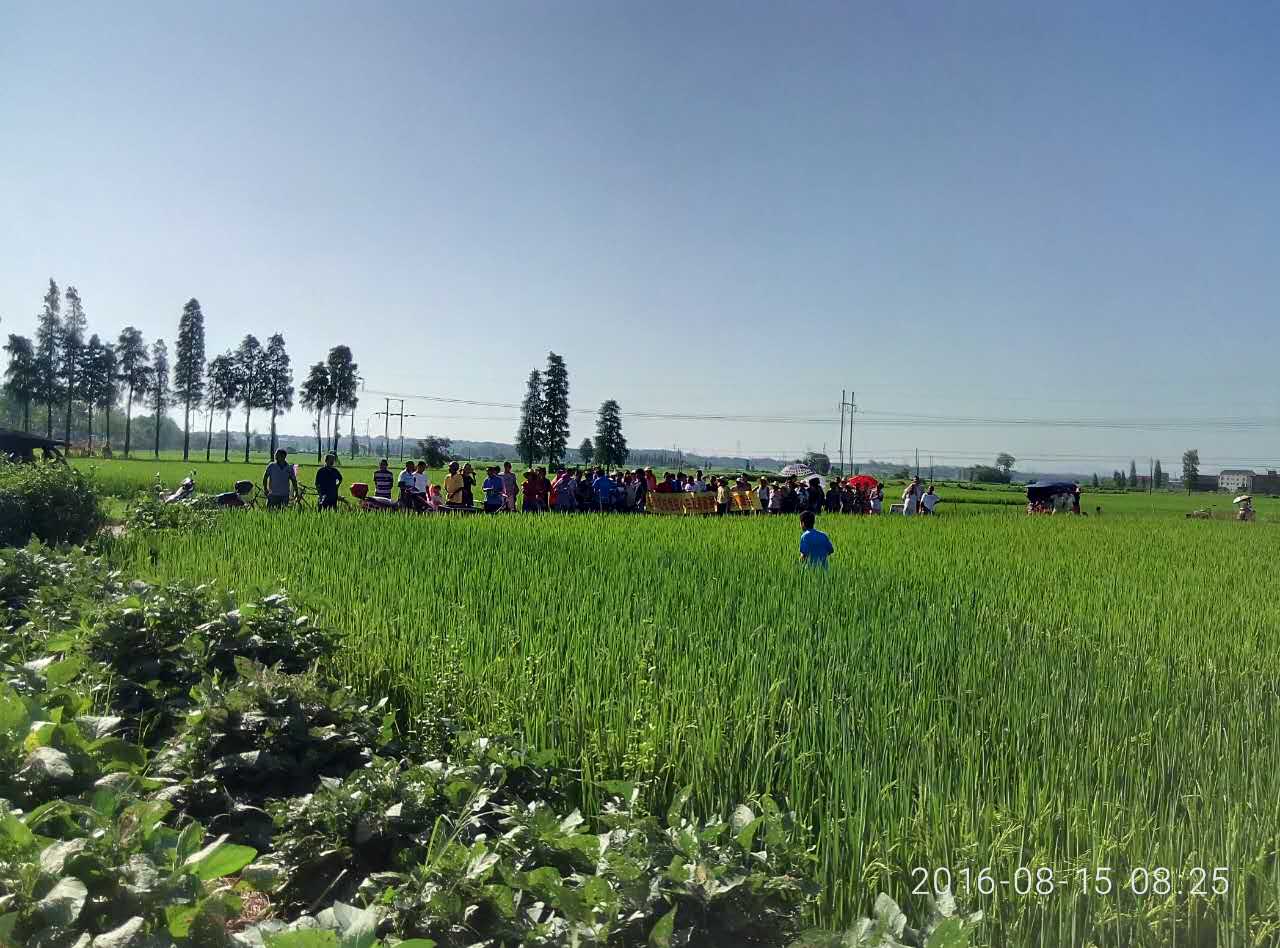 小麦生长后期管理