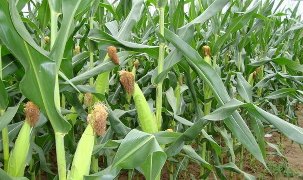 玉米根部追肥常见方法！