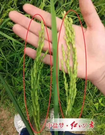 水稻复合肥 水稻复合肥